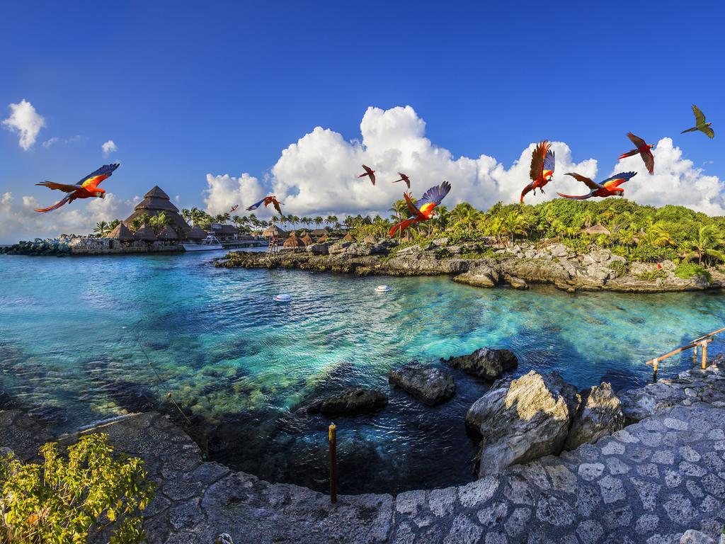 מלון פלאייה דל כרמן Occidental At Xcaret Destination מראה חיצוני תמונה Parrots at Xel-Há